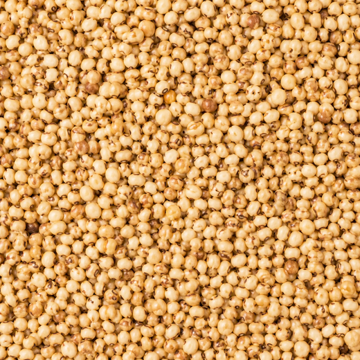 SORGHUM