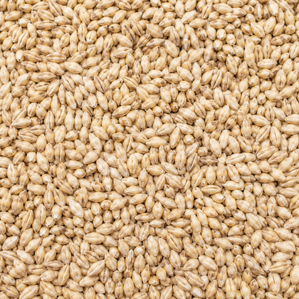 Barley