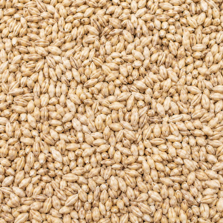 Barley