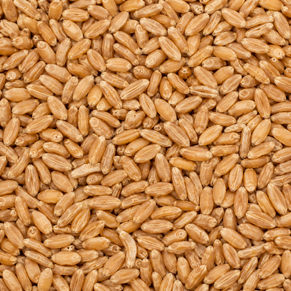 Khapli Wheat